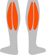 Calves muscle illustration