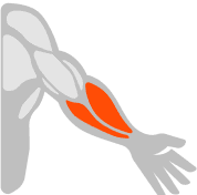 Forearms muscle illustration