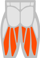 Hamstrings muscle illustration