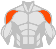 Shoulders muscle illustration