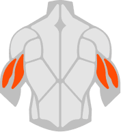 Triceps muscle illustration
